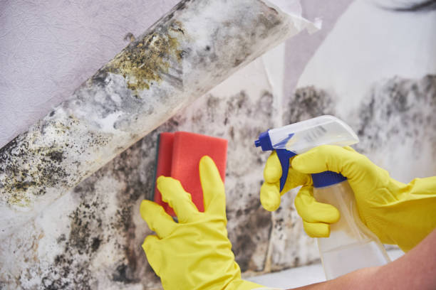 Professional Mold Removal Services in Magnolia, MS